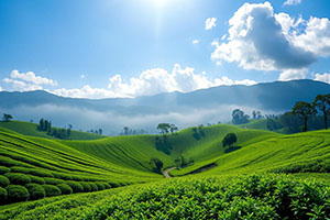 Stroll Through Nuwara Eliya's Tea Plantations